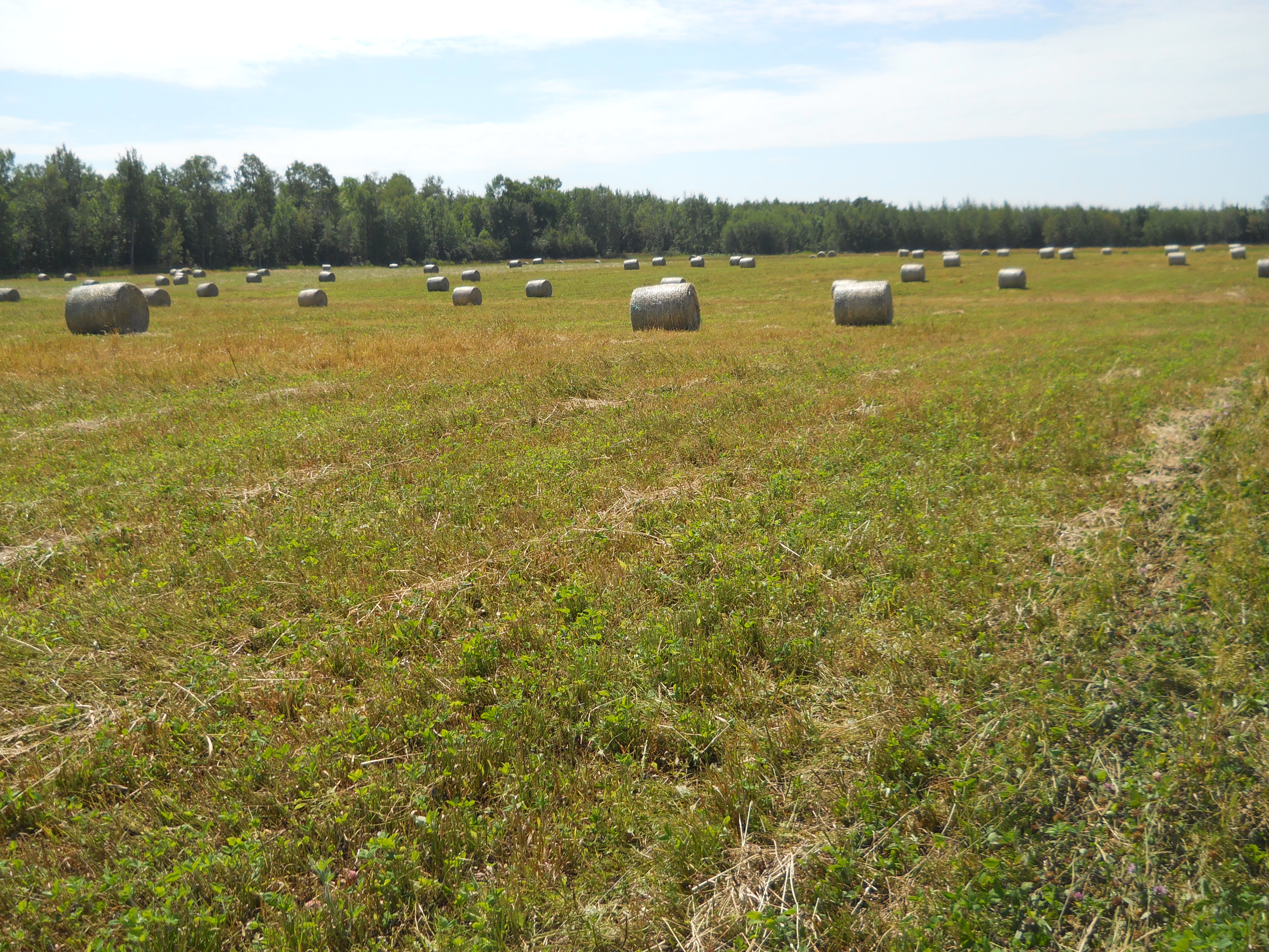 Baled hay